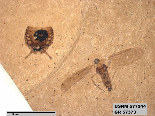 Insecta