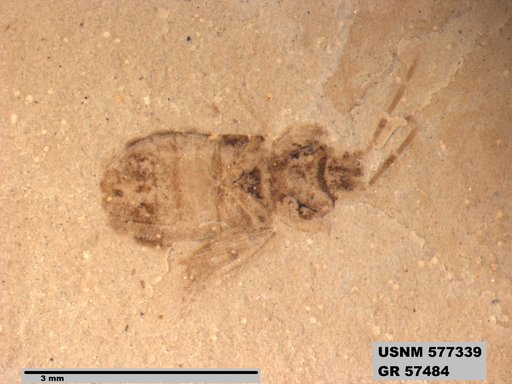 Genus sp