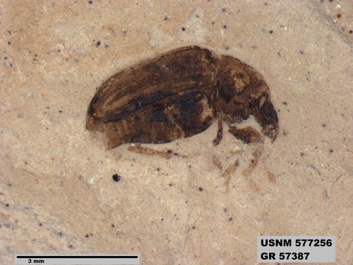 Insecta