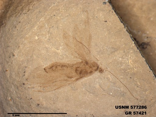 Insecta