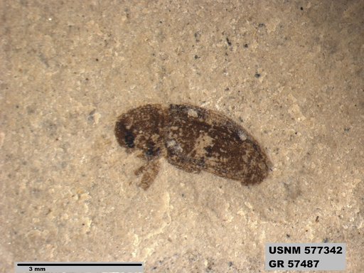 Insecta
