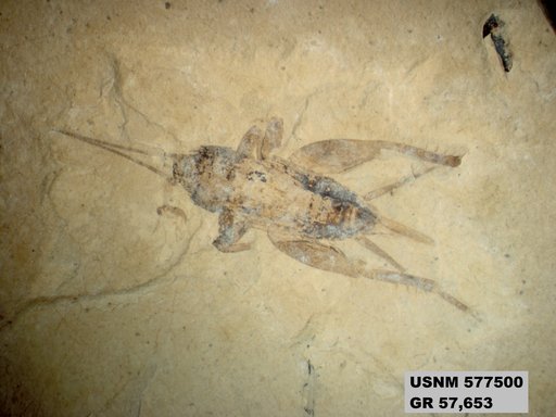 Eogryllus unicolor