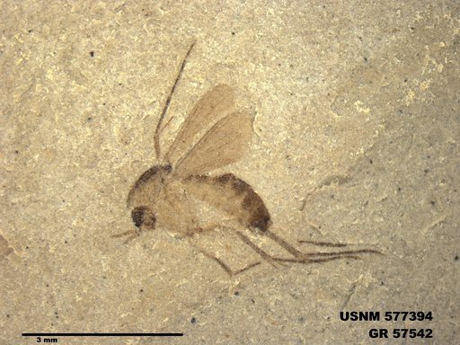 Insecta