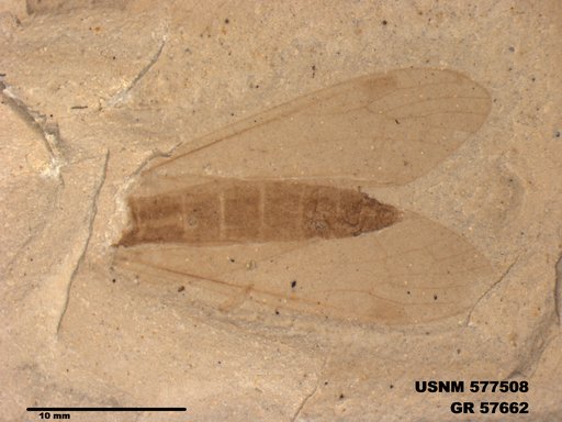 Insecta