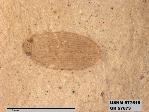 Insecta