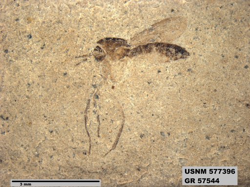 Insecta