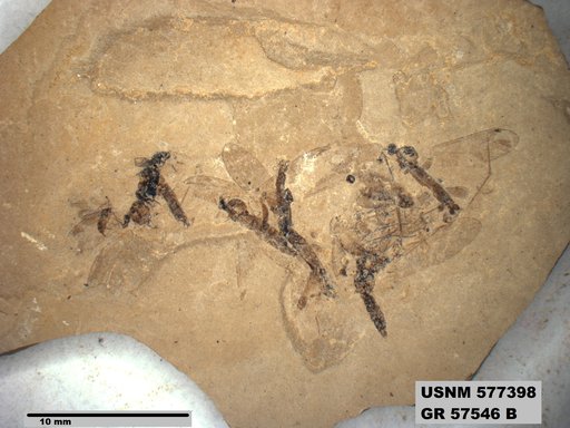 Insecta