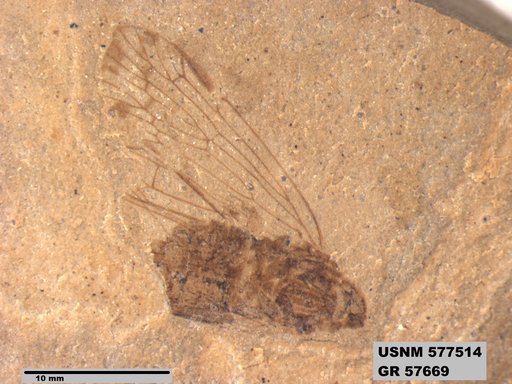 Genus sp