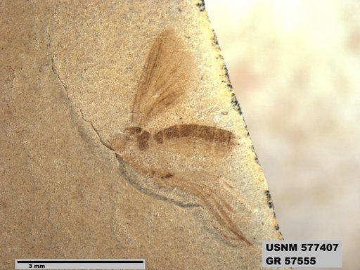 Insecta