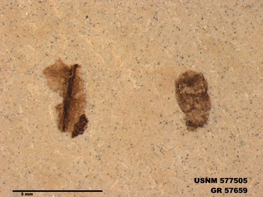 Insecta