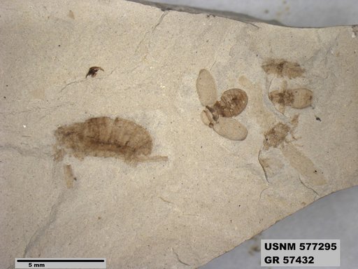 Insecta