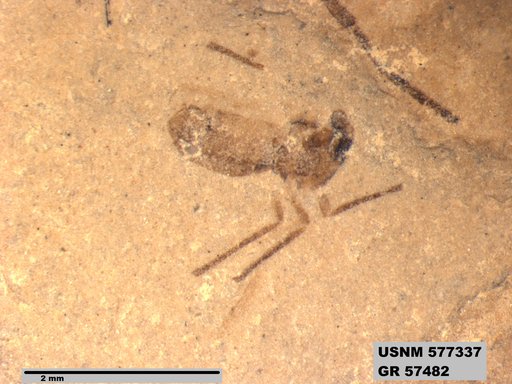 Insecta