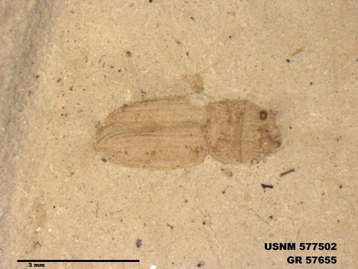 Insecta