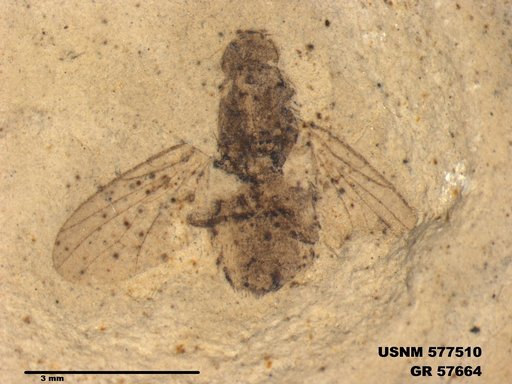 Insecta