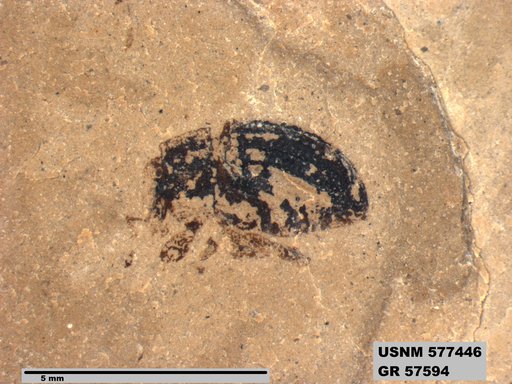 Insecta