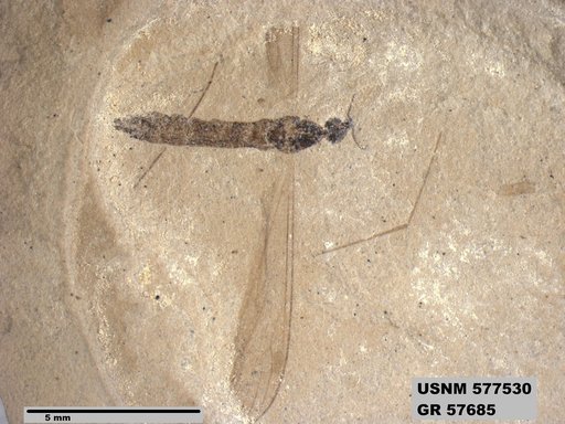 Insecta