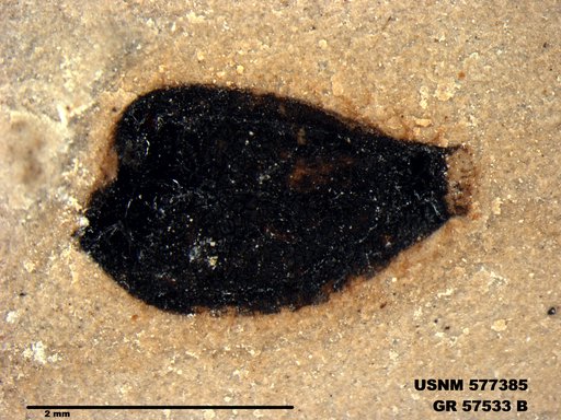 Insecta