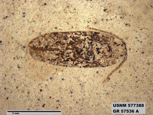 Insecta