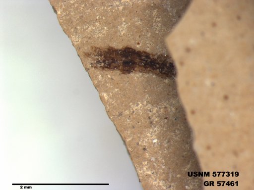 Insecta