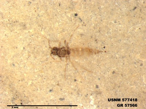 Insecta