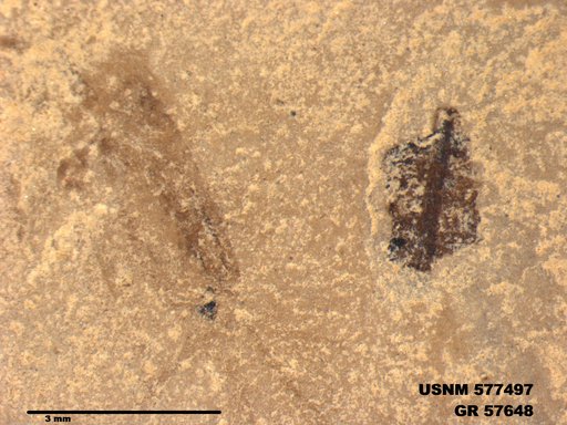 Insecta