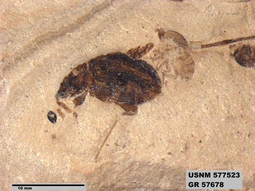 Insecta