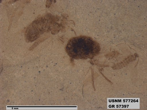 Insecta