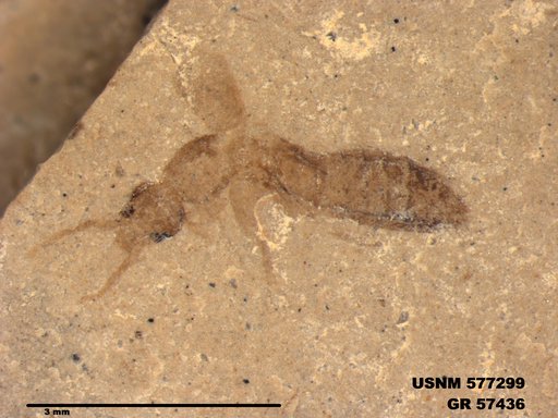 Insecta