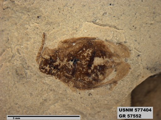 Insecta