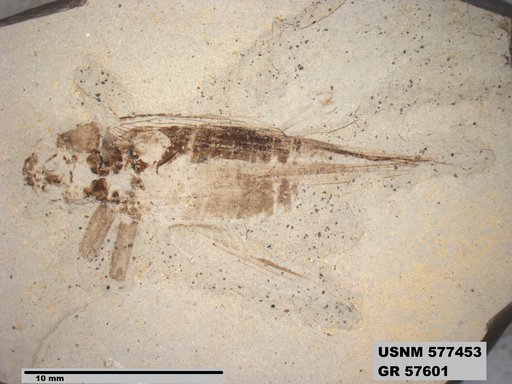Genus sp