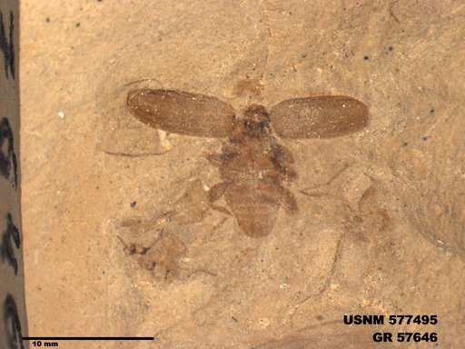 Insecta