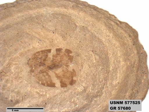 Genus sp