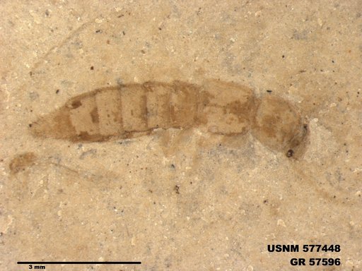 Genus sp