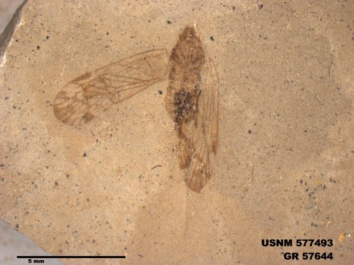 Genus sp
