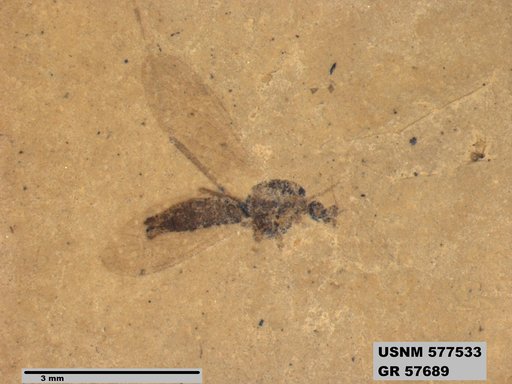 Insecta