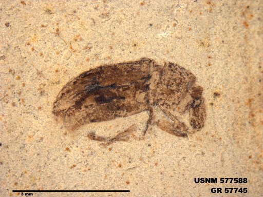 Insecta