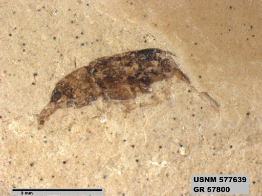 Insecta