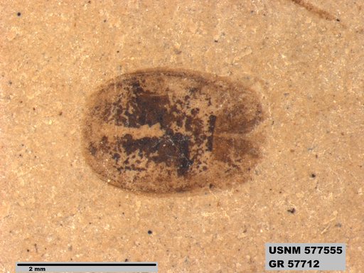 Insecta