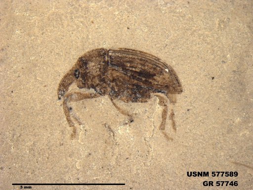 Insecta
