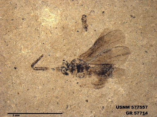 Insecta