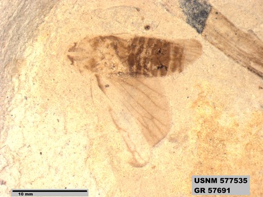 Genus sp
