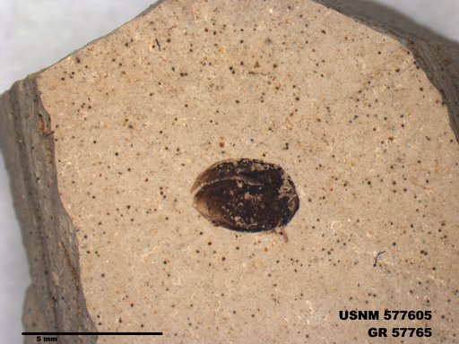 Insecta