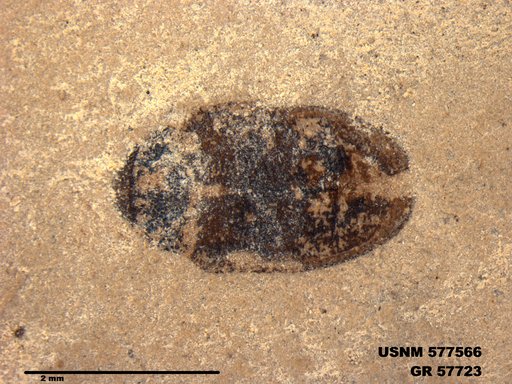 Insecta