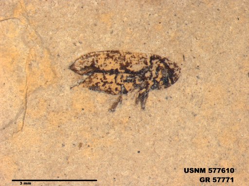 Insecta