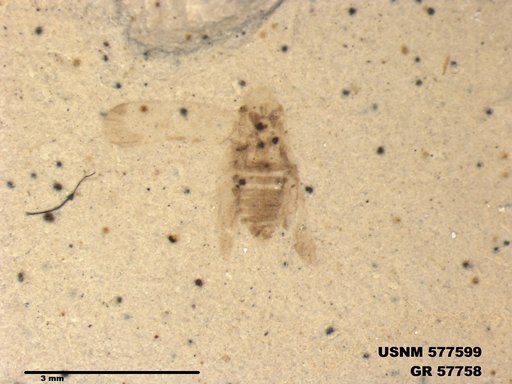 Insecta