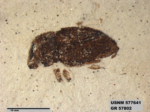 Insecta