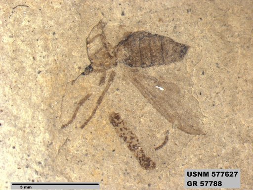 Insecta