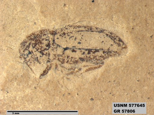 Insecta