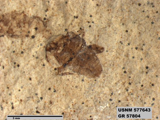 Genus sp