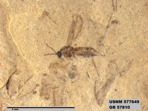 Insecta